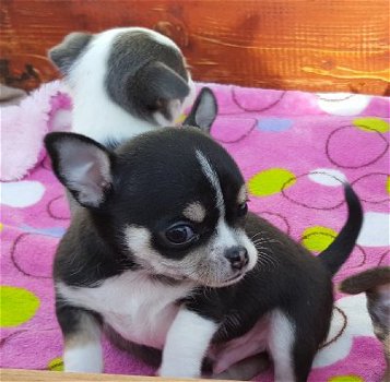 Schattige Chihuahua Pups Beschikbaar. - 0