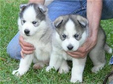 Twee Mooie Siberische Husky pups