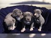 Supermooie pitbull terrier pups! - 0 - Thumbnail