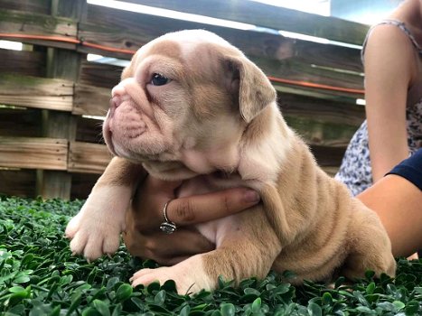 Super kwaliteit Engelse bull god puppy's zijn nu beschikbaar - 0