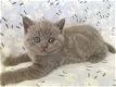 Brits korthaar kittens voor goede huizen - 0 - Thumbnail