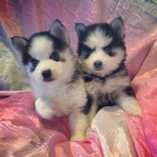 Prachtige Pomsky en Husky puppy's