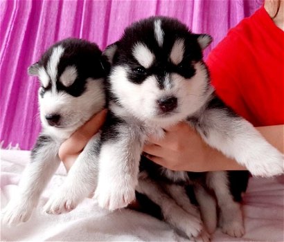 Prachtige Pomsky en Husky puppy's - 1