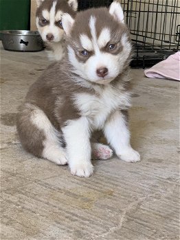 Prachtige Pomsky en Husky puppy's - 2