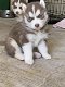 Prachtige Pomsky en Husky puppy's - 2 - Thumbnail