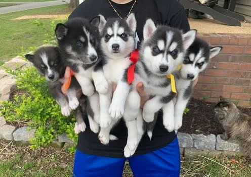 Prachtige Pomsky en Husky puppy's - 3