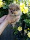 Pommerse pups (type teddybeer) - 0 - Thumbnail