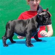 Kort gedrongen Franse bulldog pups