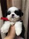 Shih Tzu (4 teven 3 jongens) - 0 - Thumbnail