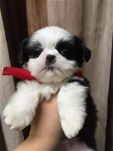 Shih Tzu (4 teven 3 jongens)