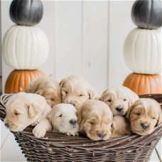 Schattige Golden Retriever-puppy's