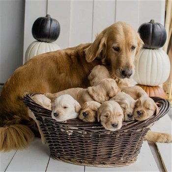 Schattige Golden Retriever-puppy's - 1