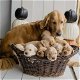 Schattige Golden Retriever-puppy's - 1 - Thumbnail