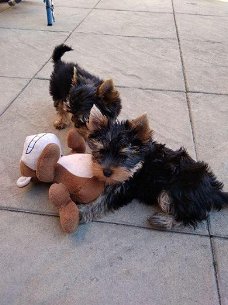 Twee Yorkshire terriër puppies.