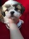 Man en Vrouw Shih Tzu Klaar. - 1 - Thumbnail