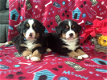 Mooie Berner Sennen pups ter adoptie - 0 - Thumbnail