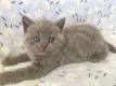 mannelijke en vrouwelijke Britse korthaar kittens klaar om te gaan - 0 - Thumbnail