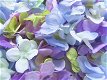 HORTENSIA - BLOEMKOPJES - 1 - Thumbnail