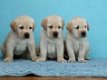 Labrador-puppy's voor adoptie - 1 - Thumbnail