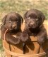 Labrador-puppy's voor adoptie - 2 - Thumbnail