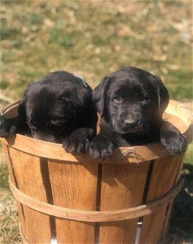 Labrador-puppy's voor adoptie - 0