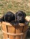 Labrador-puppy's voor adoptie - 0 - Thumbnail
