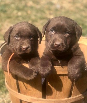 Labrador-puppy's voor adoptie - 2