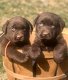 Labrador-puppy's voor adoptie - 2 - Thumbnail