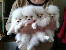 Mooie pommeren pups beschikbaar