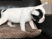 Franse Bulldogs Pups (contact voor meer informatie:lenaertsannicks@gmail.com) - 1 - Thumbnail