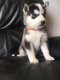 Siberische Husky Pups (contact voor meer informatie:lenaertsannicks@gmail.com) - 0 - Thumbnail