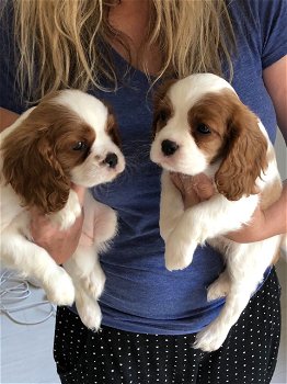 Cavalier King Charles Spaniel Pups (contact voor meer informatie:lenaertsannicks@gmail.com) - 0