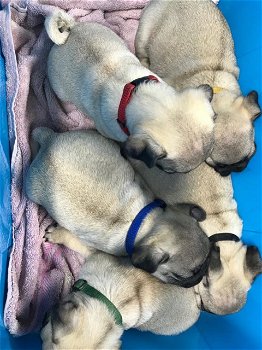 Pug Pups (contact voor meer informatie:lenaertsannicks@gmail.com) - 0