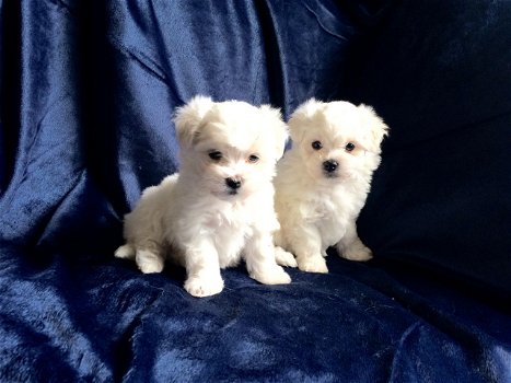 Maltese pups (contact voor meer informatie:lenaertsannicks@gmail.com) - 0