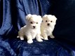 Maltese pups (contact voor meer informatie:lenaertsannicks@gmail.com) - 0 - Thumbnail