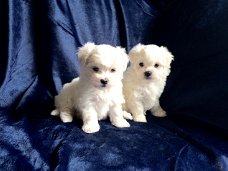 Maltese pups (contact voor meer informatie:lenaertsannicks@gmail.com)