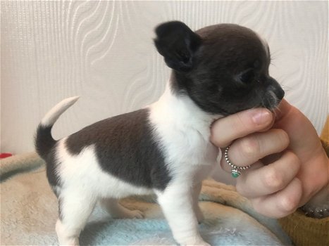 Chihuahua stamboom puppies (contact voor meer informatie:lenaertsannicks@gmail.com) - 0