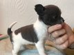 Chihuahua stamboom puppies (contact voor meer informatie:lenaertsannicks@gmail.com) - 0 - Thumbnail