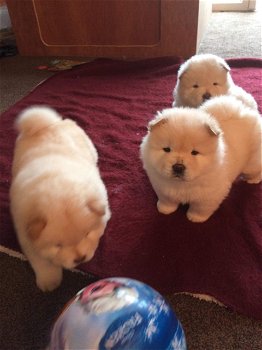 chow chow Puppies (contact voor meer informatie:lenaertsannicks@gmail.com) - 0