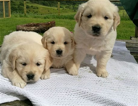 Golden Retriever Pups (contact voor meer informatie:lenaertsannicks@gmail.com) - 0