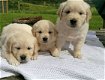 Golden Retriever Pups (contact voor meer informatie:lenaertsannicks@gmail.com) - 0 - Thumbnail