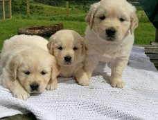 Golden Retriever Pups (contact voor meer informatie:lenaertsannicks@gmail.com)