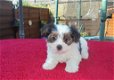 Yorkshire Terrier Pups (contact voor meer informatie:lenaertsannicks@gmail.com) - 0 - Thumbnail