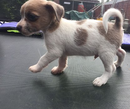 Jack Russell Pups (contact voor meer informatie:lenaertsannicks@gmail.com) - 0