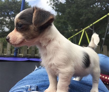 Jack Russell Pups (contact voor meer informatie:lenaertsannicks@gmail.com) - 1