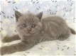 prachtige Britse korthaar kittens beschikbaar - 0 - Thumbnail