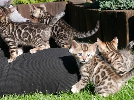 Mannelijke en vrouwelijke Bengaalse kittens. - 0