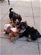 Yorkshire Terrier pups te koop - 100 % Belgisch - 0 - Thumbnail