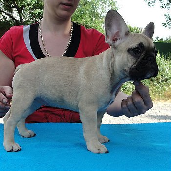 Franse Bulldog | Reutje| | FCI | Hoger segment - 0