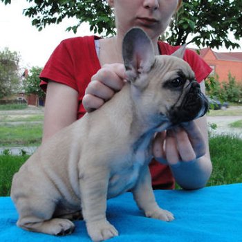 Franse Bulldog | Reutje| | FCI | Hoger segment - 1